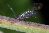 Hemiptera (Homoptera)