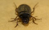 Harpalus-rufipes.jpg