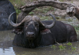 Old Cape Buffalo Bull