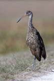 97182c - Limpkin