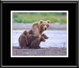88061 Grizzly Sow with Cubs (unframed)