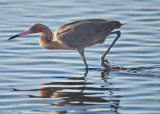 N_111890 - Reddish Egret