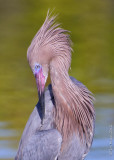 N_112004c - Reddish Egret - preening