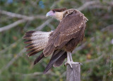 1D_80554 - Caracara (juvenile)