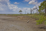 M4_02744 - Salt Marsh at low tide