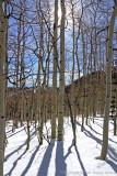 8843 - Sun through the aspens