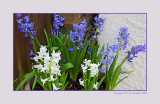 Spring in Janettes Garden 2011