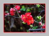 Flowering quinces