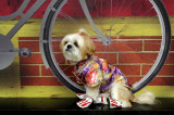 AsiaOne Chinese New Year - Dress your Pet Photo contest 2012