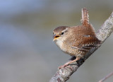 Troglodyte mignon Troglodytes troglodytes - Eurasian Wren