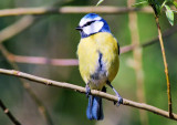 Msange bleue (Parus Caerulus) Blue tit