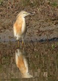 Crabier chevelu Ardeola ralloides - Squacco Heron