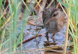 Rle deau Rallus aquaticus - Water Rail