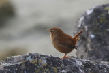 Troglodyte mignon Troglodytes troglodytes - Eurasian Wren  