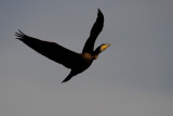 Grand Cormoran | Phalacrocorax carbo | 