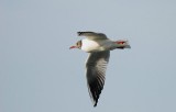 Mouette mlanocphale