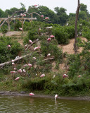 The rookery