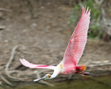 Spoonbill in flight