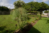 White crape myrtle in common area