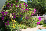 Bougainvillea basket