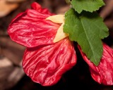 Red abutilon