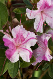 Encore azalea flowers