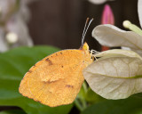 Yellow butterfly on white bougainvillea