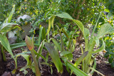 Amaryllis buds & cannas