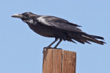 Raven, Common 2318