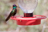 Hummingbird, Rivolis 2803