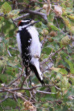 Woodpecker, Hairy 3518