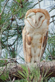 Owl, Barn 7417
