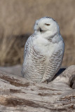 Owl, Snowy 7394