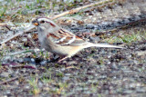 Sparrow, American Tree 7894
