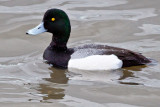 Scaup, Greater 9171