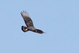 Hawk, Zone-Tailed 6406
