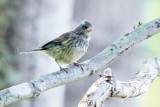 Siskin, Pine MAYBE 9112