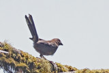 Towhee, Spotted juvenile MAYBE 9142