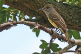 Flycatcher, Great Crested 5169