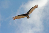 Vulture, Turkey 6235