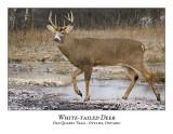 White-tailed Deer-039