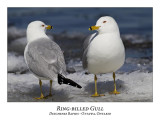 Ring-billed Gull-011