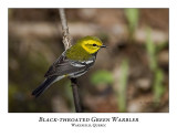 Black-throated Green Warbler-011