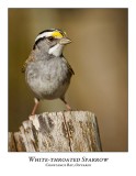 White-throated Sparrow-011