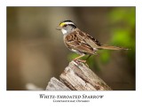 White-throated Sparrow-012