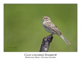 Clay-coloured Sparrow-040