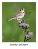 Grasshopper Sparrows