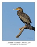 Double-crested Cormorant-008