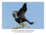 Double-crested Cormorant-010
