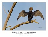 Double-crested Cormorant-011